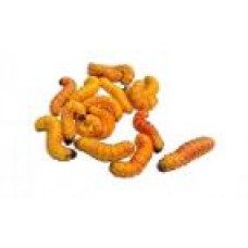Live Food Butter Worms (12 Pack)