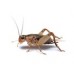 Live Food Crickets (12 Pack) Small Size