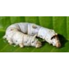 Live Food Silk Worms (Small) image thumbnail.